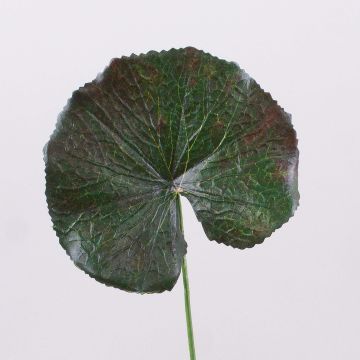 Umělecký pelargónový list HEIDEGARD, zeleno-červený, 38cm, Ø11cm Umělecký pelargónový list HEIDEGARD, zeleno-červený, 38cm, Ø11cm