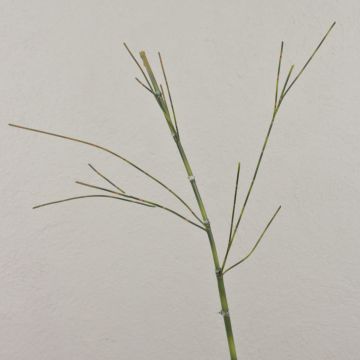 Umělá bambusová větev HARUTO, 105cm Umělá bambusová větev HARUTO, 105cm