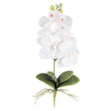 Dekorativní květina orchidej Phalaenopsis DRINTOR, tyč, kořeny, bílá, 40cm Dekorativní květina orchidej Phalaenopsis DRINTOR, tyč, kořeny, bílá, 40cm