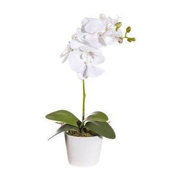 Dekorativní květina orchidej Phalaenopsis TRALKE, stonek, kořeny, bílá, 40cm Dekorativní květina orchidej Phalaenopsis TRALKE, stonek, kořeny, bílá, 40cm