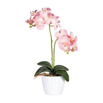 Dekorativní květina orchidej Phalaenopsis FRUXO, tyč, kořeny, růžová, 50cm