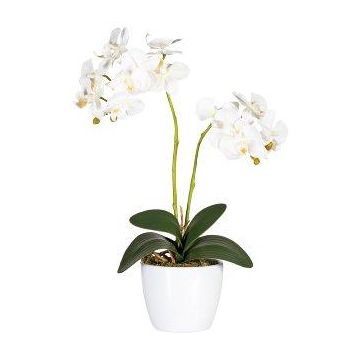 Dekorativní květina orchidej Phalaenopsis FRUXO, tyč, kořeny, bílá, 50cm Dekorativní květina orchidej Phalaenopsis FRUXO, tyč, kořeny, bílá, 50cm
