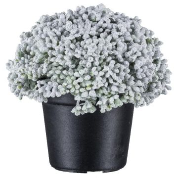 Umělý sukulent Sedum telephium NUKEF, bílý, 10cm Umělý sukulent Sedum telephium NUKEF, bílý, 10cm