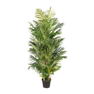 Dekorativní palma Areca HAZMI, 220cm