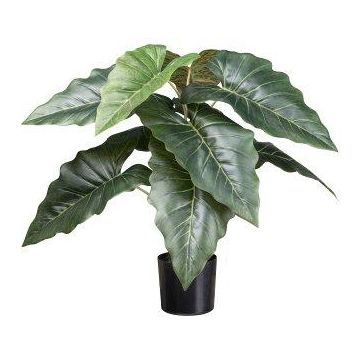 Umělá rostlina Colocasia ZORHEL, zelená, 65cm Umělá rostlina Colocasia ZORHEL, zelená, 65cm