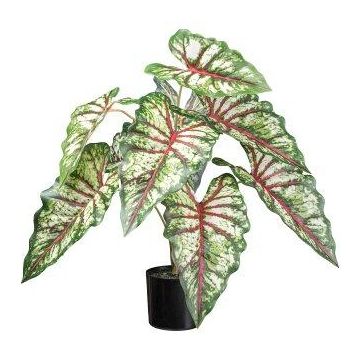 Dekorativní rostlina Caladium GRUSON, zeleno-červená, 65cm