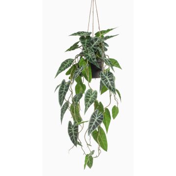 Dekorativní rostlina Alocasia Sanderiana závěsný koš URCO, dekorativní květináč, zelenobílý, 80cm Dekorativní rostlina Alocasia Sanderiana závěsný koš URCO, dekorativní květináč, zelenobílý, 80cm
