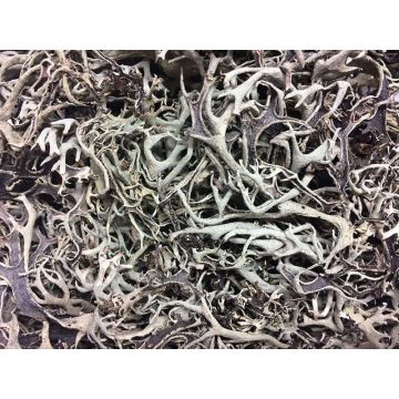 Přírodní lišejníkové mech FLORENTIA, šedý, 50 g Přírodní lišejníkové mech FLORENTIA, šedý, 50 g
