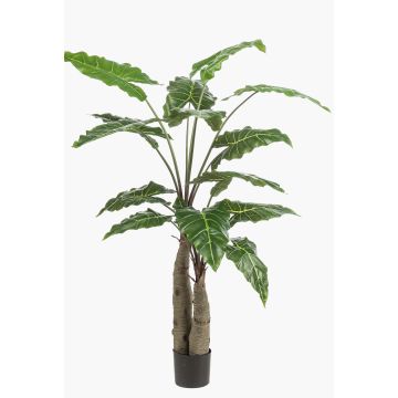 Umělá rostlina Alocasia Sanderiana ALBULA, zelená, 150cm Umělá rostlina Alocasia Sanderiana ALBULA, zelená, 150cm