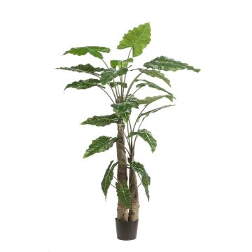 Umělá rostlina Alocasia Sanderiana ALBULA, zelená, 180cm Umělá rostlina Alocasia Sanderiana ALBULA, zelená, 180cm