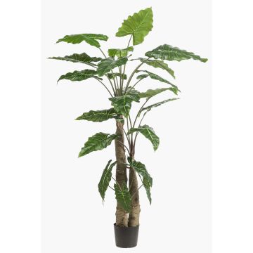 Umělá rostlina Alocasia Sanderiana ALBULA, zelená, 180cm Umělá rostlina Alocasia Sanderiana ALBULA, zelená, 180cm