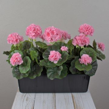 Umělé muškáty FLOREANA v květináči, 3 ks, světle růžové, 40 x 15 x 35 cm