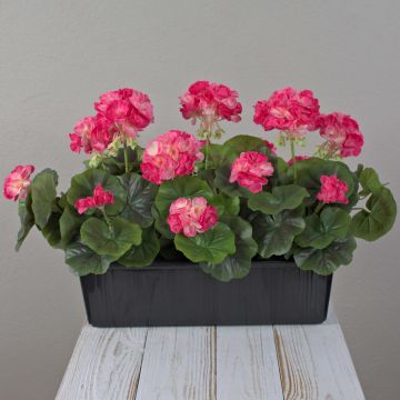 Umělé muškáty FLOREANA v květináči, 3 ks, tmavě růžové, 40 x 15 x 35 cm