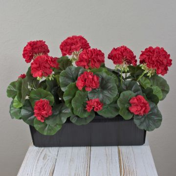 Umělé muškáty FLOREANA v květináči, 3 ks, červené, 40 x 15 x 35 cm