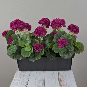 Umělé muškáty FLOREANA v květináči, 3 ks, vínově červené, 40 x 15 x 35 cm Umělé muškáty FLOREANA v květináči, 3 ks, vínově červené, 40 x 15 x 35 cm
