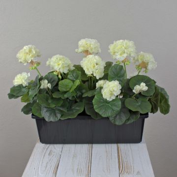 Umělé muškáty FLOREANA v květináči, 3 ks, bílé, 40 x 15 x 35 cm