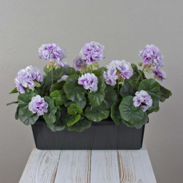 Umělé muškáty FLOREANA v květináči, 3 kusy, fialovo-bílé, 40 x 15 x 35 cm Umělé muškáty FLOREANA v květináči, 3 kusy, fialovo-bílé, 40 x 15 x 35 cm