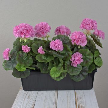 Umělé muškáty FLOREANA v květináči, 3 kusy, fialové, 40 x 15 x 35 cm Umělé muškáty FLOREANA v květináči, 3 kusy, fialové, 40 x 15 x 35 cm