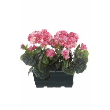 Umělé muškáty FLOREANA v květináči, 2 ks, tmavě růžové, 24 x 11 x 35 cm Umělé muškáty FLOREANA v květináči, 2 ks, tmavě růžové, 24 x 11 x 35 cm