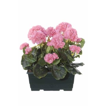 Umělé muškáty FLOREANA v květináči, 2 ks, světle růžové, 24 x 11 x 35 cm Umělé muškáty FLOREANA v květináči, 2 ks, světle růžové, 24 x 11 x 35 cm