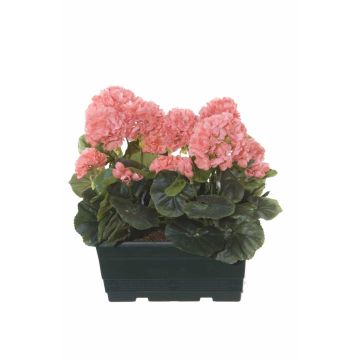 Umělé muškáty FLOREANA v květináči, 2 ks, lososová, 24 x 11 x 35 cm Umělé muškáty FLOREANA v květináči, 2 ks, lososová, 24 x 11 x 35 cm