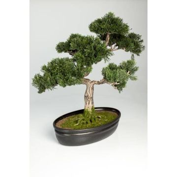 Umělý strom bonsai cedr JARNO, s kořeny, v květinové míse, 40cm Umělý strom bonsai cedr JARNO, s kořeny, v květinové míse, 40cm