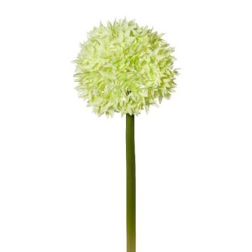 Dekorativní květina Allium WANDENY, krémově zelená, 65cm Dekorativní květina Allium WANDENY, krémově zelená, 65cm