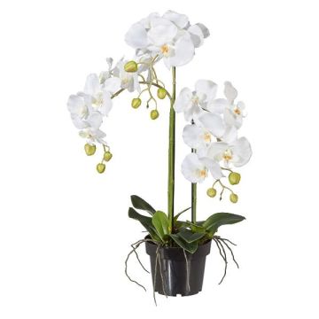 Umělá orchidej Phalaenopsis LOPASY, kořeny, bílá, 60cm