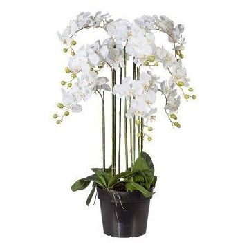 Umělá orchidej Phalaenopsis LOPASY, kořeny, bílá, 110cm Umělá orchidej Phalaenopsis LOPASY, kořeny, bílá, 110cm