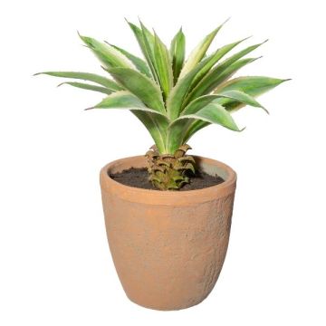 Umělý sukulent Agave americana GRUFT v terakotovém květináči, zeleno-krémový, 35cm
