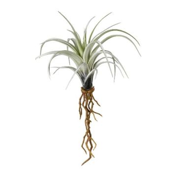 Umělý sukulent Tillandsia stricta SNELDON s kořeny, zelený, 22cm