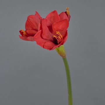 Dekorativní amarylis BELAV, červený, 70cm, Ø5-13cm Dekorativní amarylis BELAV, červený, 70cm, Ø5-13cm