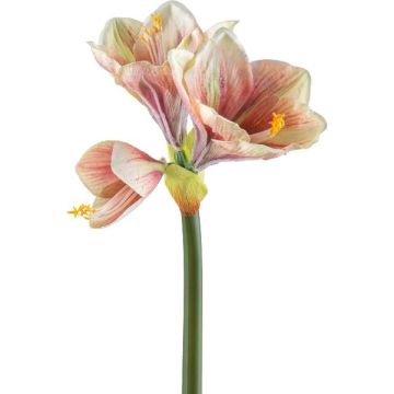 Dekorativní amarylis BELAV, růžovo-krémovo-zelený, 70cm, Ø5-13cm Dekorativní amarylis BELAV, růžovo-krémovo-zelený, 70cm, Ø5-13cm