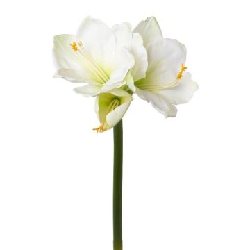 Dekorativní amarylis BELAV, bílo-zelený, 70cm, Ø5-13cm Dekorativní amarylis BELAV, bílo-zelený, 70cm, Ø5-13cm