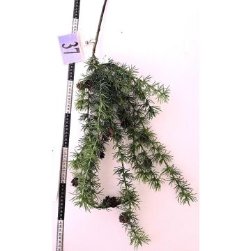 Dekorativní větvička cedru GORZU se šiškami, závěsná, zelená, 100cm