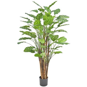 Umělá rostlina Calathea makoyana HYZANS, zelená, 150cm Umělá rostlina Calathea makoyana HYZANS, zelená, 150cm
