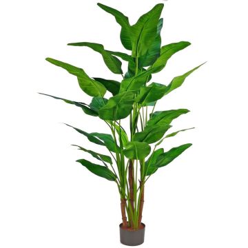 Palma plastová cestovatelská GORYU, 250cm Palma plastová cestovatelská GORYU, 250cm