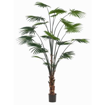Umělá palma Deštníková palma s kulatými listy SIRRAH, zelená, 240cm