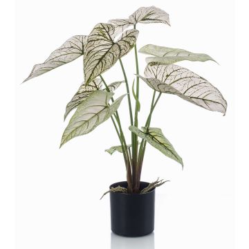 Caladium YAWAR umělá rostlina s kořeny, zelenobílá, 60cm Caladium YAWAR umělá rostlina s kořeny, zelenobílá, 60cm