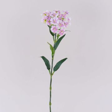 Pravý květ karafiát vousatý SUSILAWA, růžovo-fialový, 55cm Pravý květ karafiát vousatý SUSILAWA, růžovo-fialový, 55cm