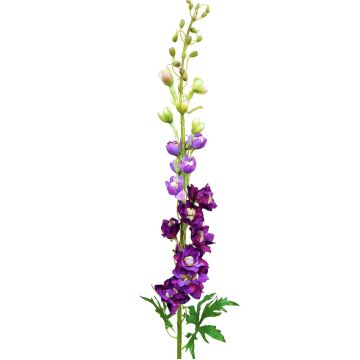 Pravá květina delphinium RADUNIA, fialová, 100cm