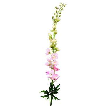 Pravá květina delphinium RADUNIA, růžová, 100cm