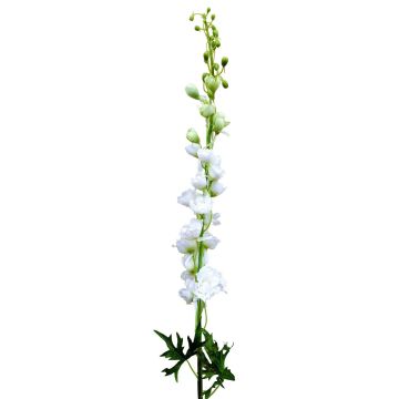 Pravý květ delphinium RADUNIA, smetanově bílý, 100cm