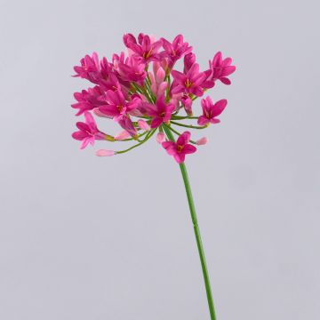 Plastová květina Agapanthus PHILINA, růžová, fuchsiová, 75cm, Ø14cm Plastová květina Agapanthus PHILINA, růžová, fuchsiová, 75cm, Ø14cm