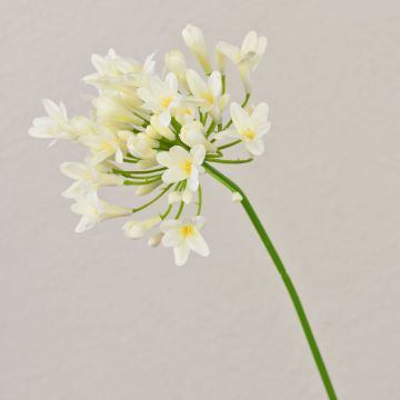 Plastová květina Agapanthus OMOLON, krémová, 75cm Plastová květina Agapanthus OMOLON, krémová, 75cm