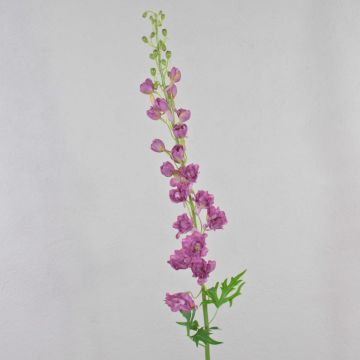 Pravá květina delphinium RADUNIA, tmavě růžová, 100cm