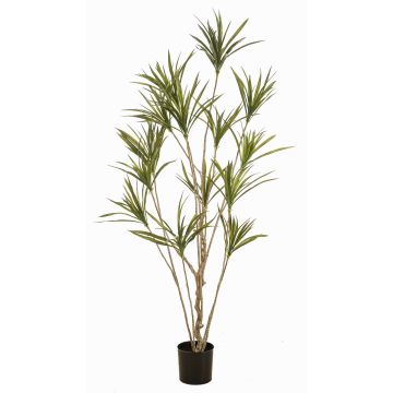 Umělý strom Dracaena marginata SHALLU, umělé stonky, zelený, 180cm Umělý strom Dracaena marginata SHALLU, umělé stonky, zelený, 180cm