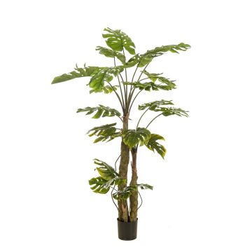 Umělá rostlina Philodendron monstera deliciosa KORVEX, vzdušné kořeny, 180cm Umělá rostlina Philodendron monstera deliciosa KORVEX, vzdušné kořeny, 180cm