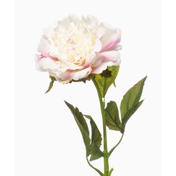 Umělá pivoňka GAVRON, bílo-růžová, 55cm