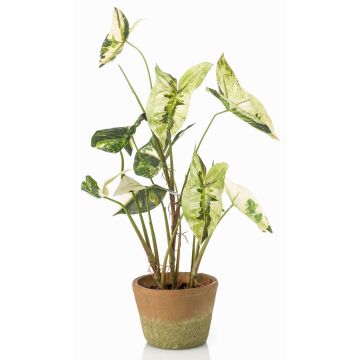 Umělá rostlina Syngonium YOMREL v terakotovém květináči, zelenobílá, 60cm Umělá rostlina Syngonium YOMREL v terakotovém květináči, zelenobílá, 60cm